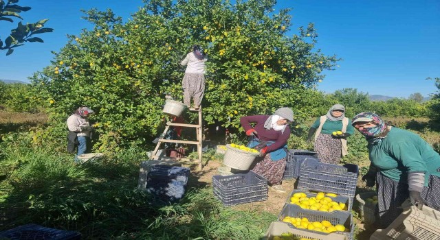 Fiyatı üreticiyi sevindirdi, Çukurovada türkülü limon hasadı