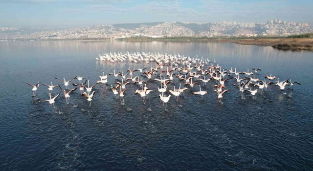 Flamingolar, kışa rağmen İzmitten göç etmedi