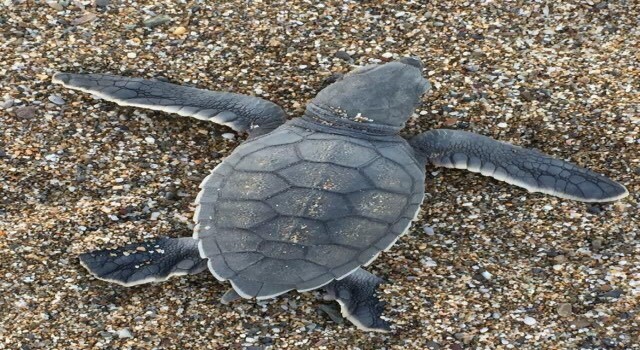 Gazipaşada caretta caretta yavruları yumurtadan çıkıp denizle buluştu