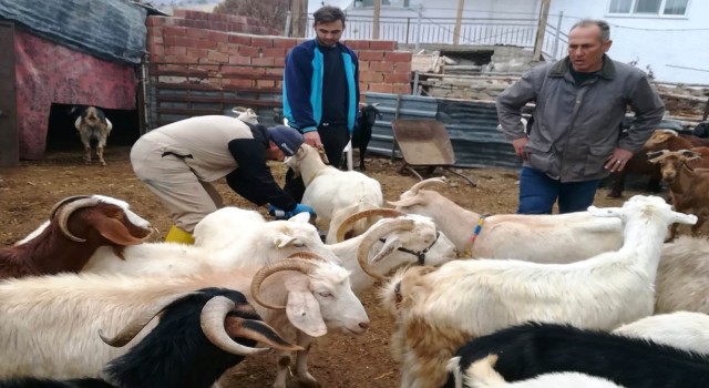 Gedizde küçükbaş hayvanlara çiçek aşısı
