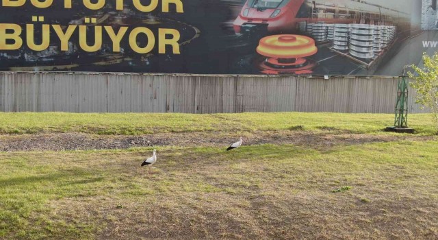 Göç etmeyi unutan leylek çifti Karabükü mesken tuttu