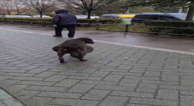 Hamile sanılan köpeğin karnından ödem çıktı