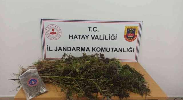 Hatayda 477 kök skunk, 313 gram kubar esrar ele geçirildi