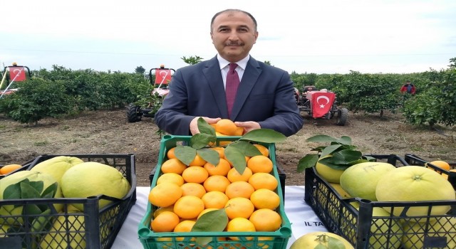 Hatayda 905 ton ürün bekleniyor: Narenciye hasadına başlandı