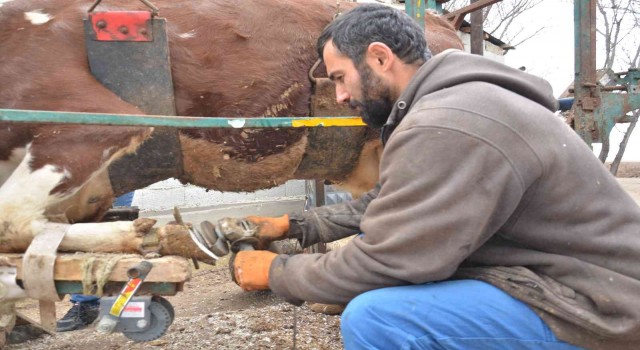 Hayvanlara Nalbulans ile manikür-pedikür bakımı