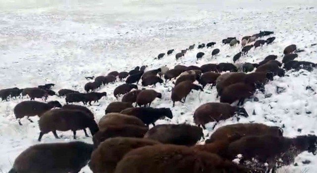 Iğdırın yüksek kesimlerine kar yağdı