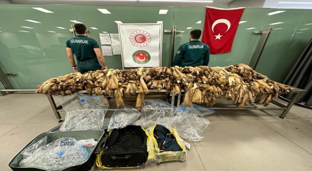 İstanbul Havalimanında samur postu ele geçirildi