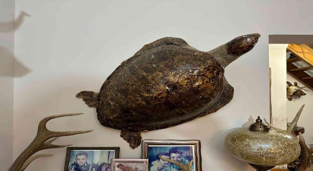 Kadıköyde yabani hayvan boynuzu operasyonu