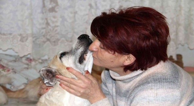 Kansere yakalanan sokak köpeğine kemoterapi uygulandı