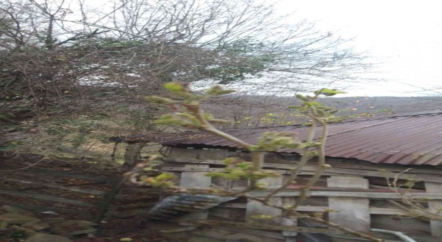 Kar beklerken dut ağacı meyve vermeye başladı