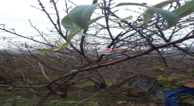 Kar yağışı beklenirken şeftali ağacı çiçek açtı