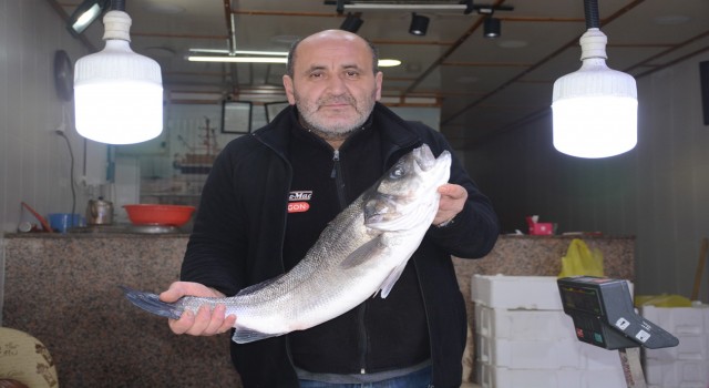 Karadenizde 4,5 kiloluk levrek avlandı