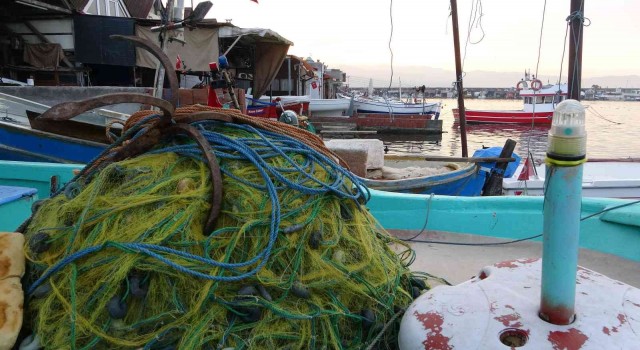 Karadenizde avlanan ince hamsi, diğer balık çeşitlerini tehdit ediyor