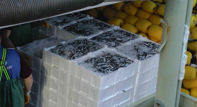 Karadenizde kilolarca hamsi yakalanınca, vatandaşa bedava dağıtıldı