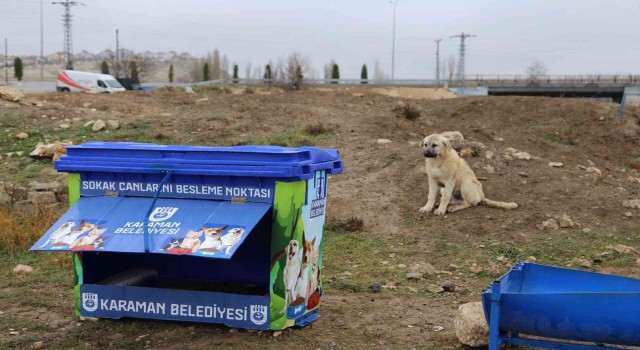 Karamanda sokak hayvanları için beslenme noktaları yapılıyor
