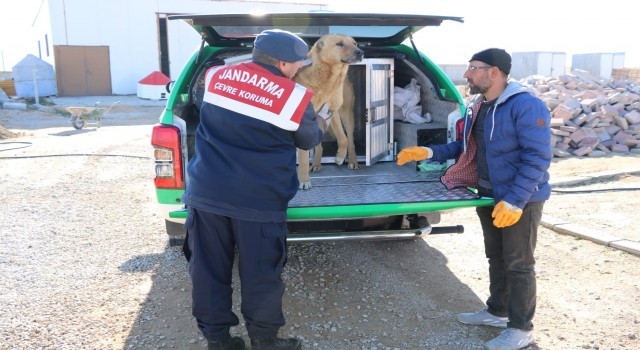 Karamanda yaralı köpek koruma altına alındı