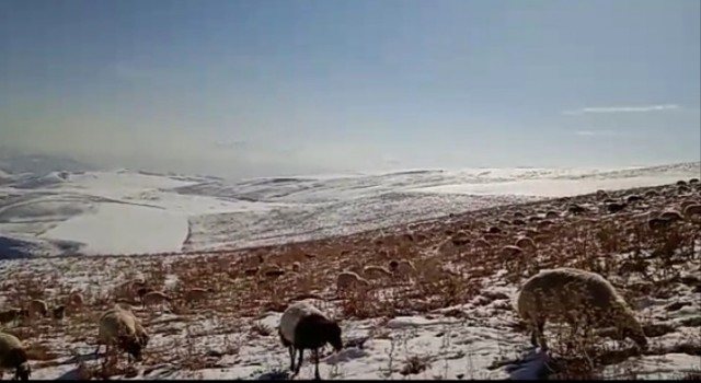 Karla kaplı merada sürülerin otlanması güzel görüntü oluşturdu