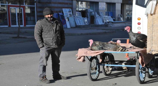Karsta yılbaşı hindileri el yakıyor