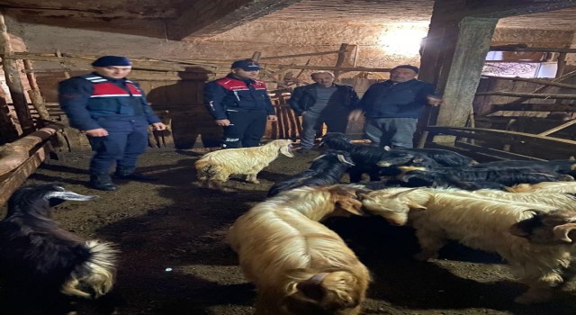 Kayıp hayvanlar 10 saat sonra bulundu