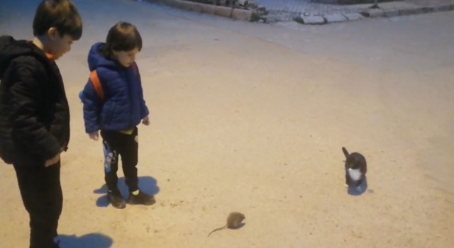 Kedi ile farenin oyunu kamerada