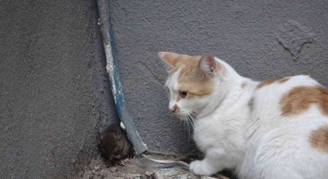 Kedinin fare ile oyunu