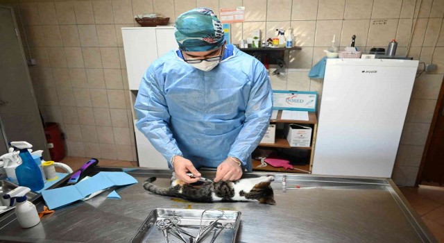 Kemerde bin 425 sokak hayvanı kısırlaştırıldı