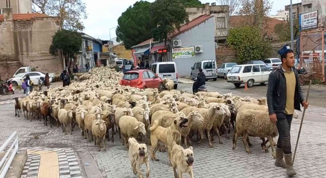 Kent merkezinden geçen koyun sürüsü ilginç görüntü oluşturdu