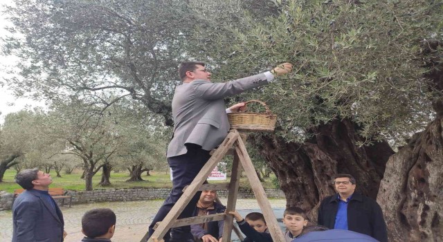 Kırkağaçta bin 660 yaşındaki ağaçta zeytin hasadı yapıldı