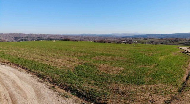 Kırklarelide son yağışlarla buğday tarlaları yeşillendi