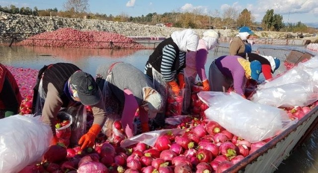 Osmaniye'de Kırmızı altın turp hasadı başladı