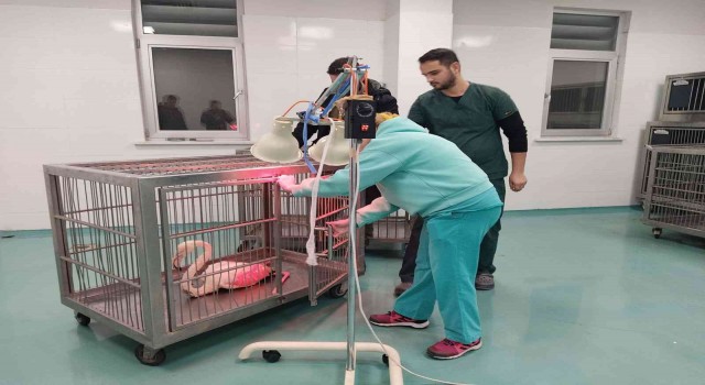 Konyada göl kıyısında yaralı bulunan flamingo koruma altına alındı