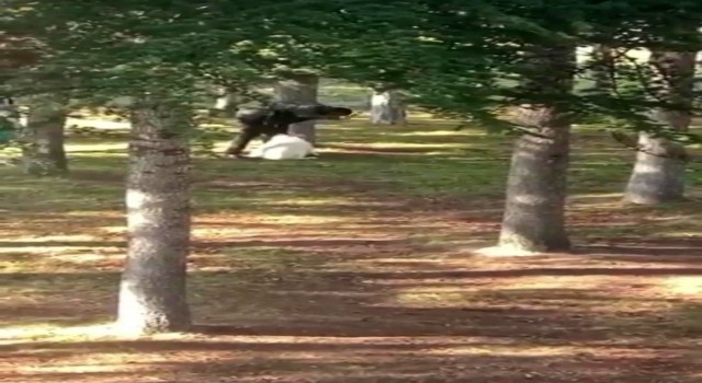 Köpeği kemerle döven şahıs yakalandı