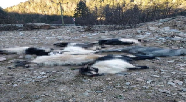 Kurtlar 18 keçiyi telef etti