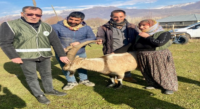 Kurtlardan kaçan dağ keçisi koyun sürüsü sayesinde hayatta kaldı