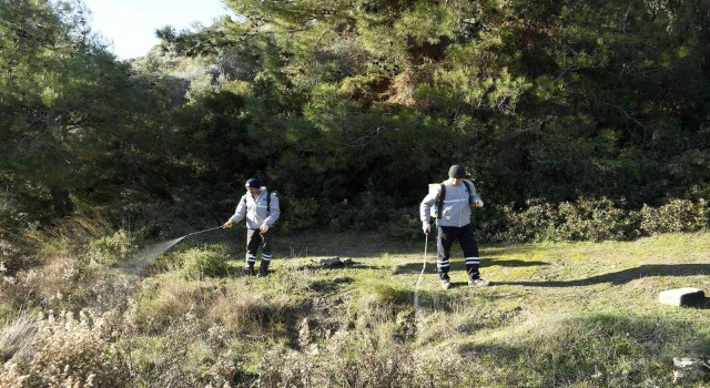 Kuşadası Belediyesi parazitlere karşı savaş açtı