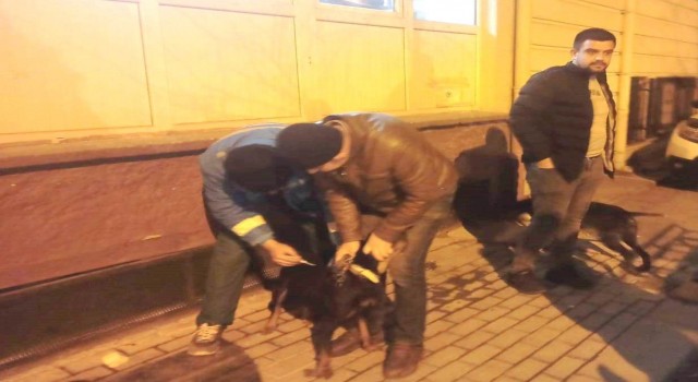 Kütahyada 63 adet köpeğe çip uygulaması ve kuduz aşısı