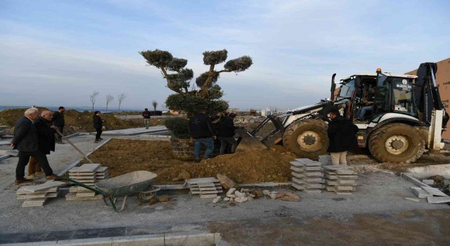 Lapsekide Millet Bahçesine 350 yıllık zeytin ağacı dikildi