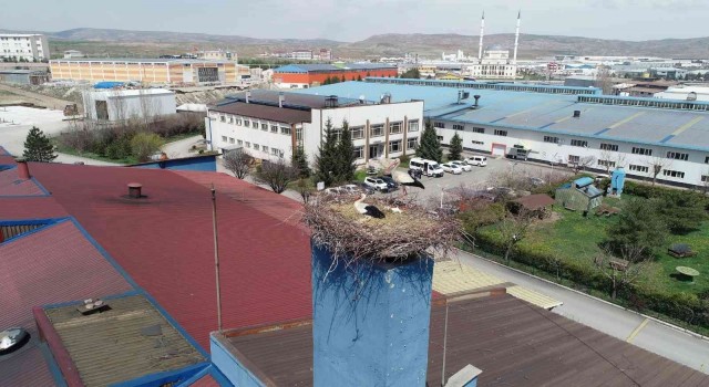 Leylekler için üretimini durduran firma, hayvanlar için sıcak bir yuva oldu