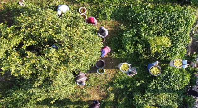Limonun başkentinde yoğun hasat dönemi: Vali makası eline aldı, kestiği limonları küfeyle taşıdı