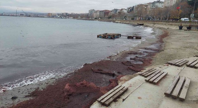 Lodos sahili kırmızıya boyadı