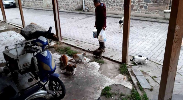 Lokantalarda artan yemekleri hayvanlar için topluyor