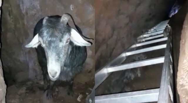 Mağarada keçi kurtarma operasyonu