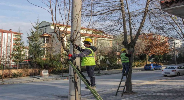 Mahallelerde ağaç budama çalışmaları