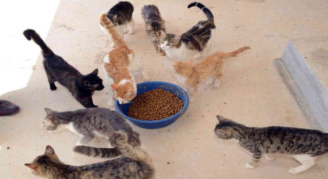 Mama üreten firmalara sıkı denetim