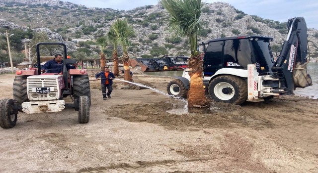 Marmariste halk plajlarına palmiye ağaçları dikildi