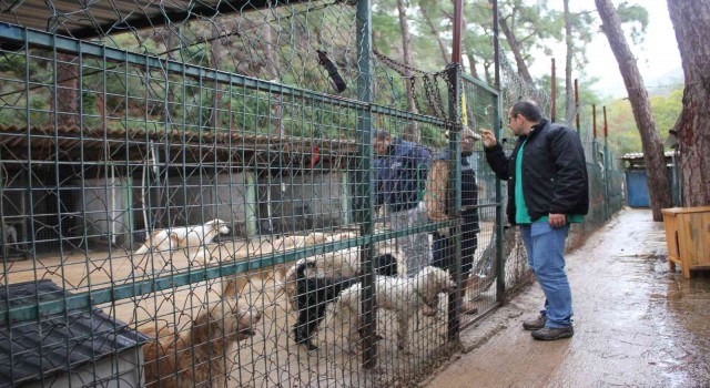 Marmaristeki evden kurtarılan hayvanlar bakımevinde tedavi ediliyor
