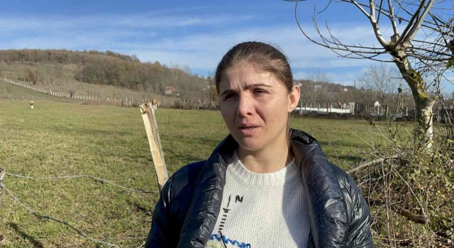 Merada vahşet: Gebe mandayı başından vurarak öldürdüler