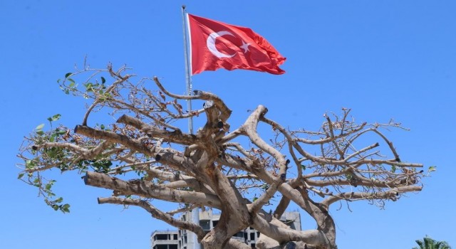 Mersinde ağaca zarar verilmesine ilişkin dava başladı