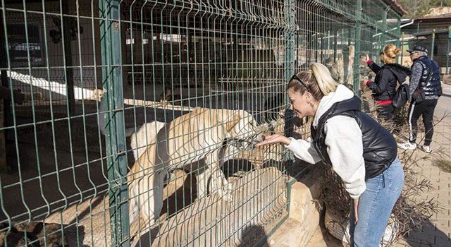 Mersin’de hayvanseverler, barınaktaki ”can dost”larını besledi