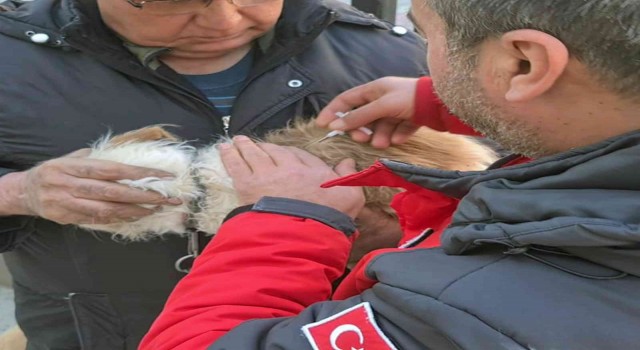Muğlada 37 bin havyana mikroçip takıldı